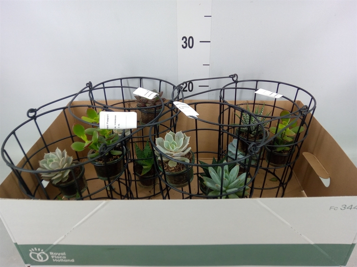 <h4>Arr.  Succulents L%</h4>