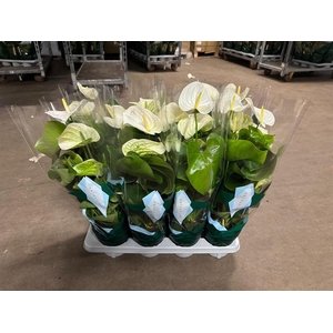 Anthurium Andr. Samora