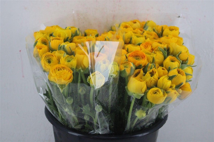 <h4>Ran Elegance Yellow</h4>