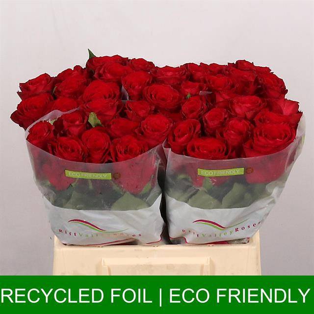 <h4>Rosa large madam red</h4>
