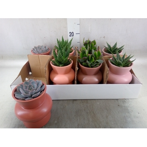 Succulents   ...