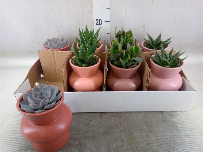 <h4>Succulents   ...</h4>