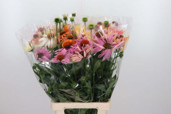 <h4>Echinacea Purpurea</h4>