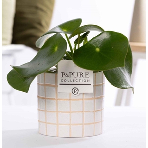 Peperomia Raindrop in P&PURE Tirza.