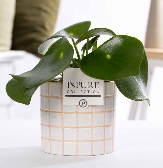 <h4>Peperomia Raindrop in P&PURE Tirza.</h4>