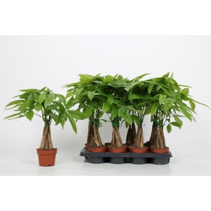 Pachira aquatica 12Ø 35cm