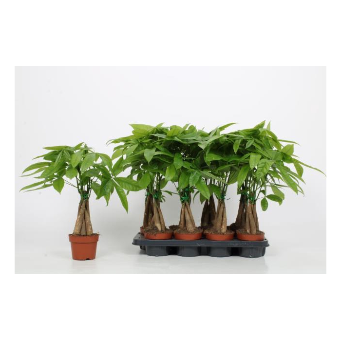 <h4>Pachira aquatica 12Ø 35cm</h4>