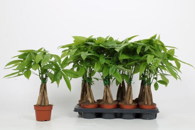 Pachira aquatica 12Ø 35cm