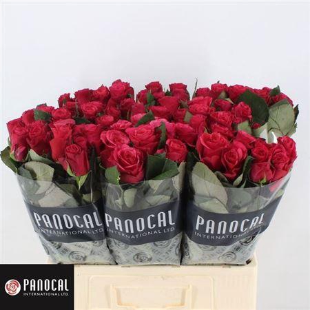 <h4>R Gr Tacazzi+</h4>