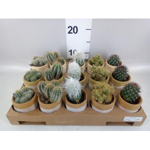 Cactus ...mix