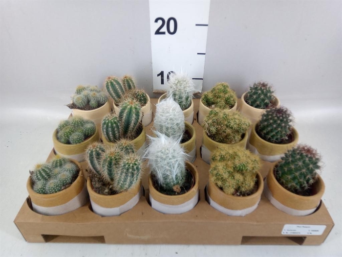 <h4>Cactus   ...mix</h4>