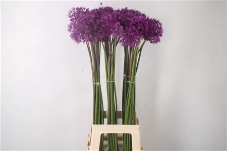 <h4>Allium Purple Sensation</h4>