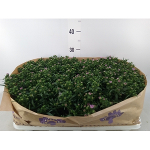 Aster n-b 'MysLady Brigitte'