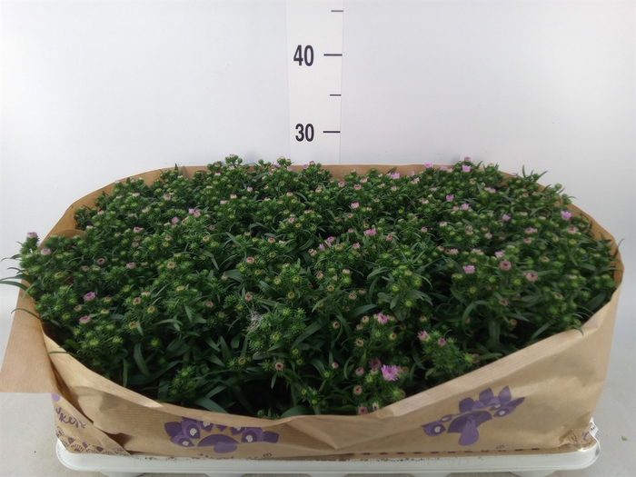 <h4>Aster n-b 'MysLady Brigitte'</h4>