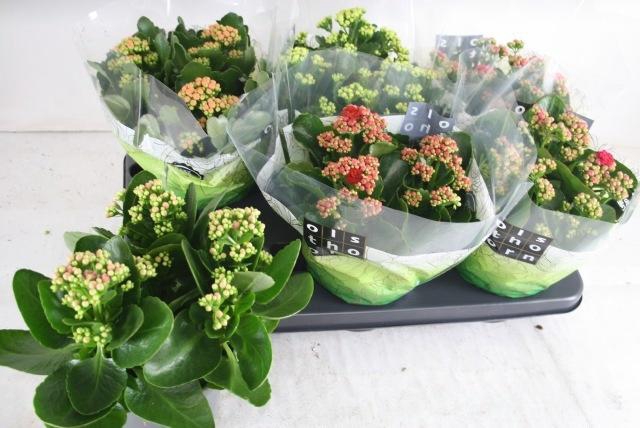 <h4>KAL GE GEM 5 KL</h4>