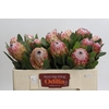Protea Susara