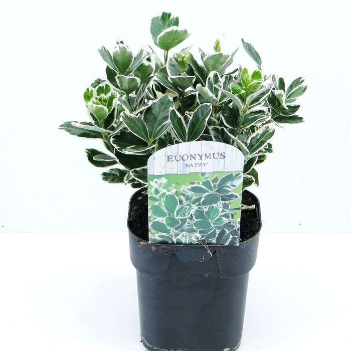 <h4>Euonymus jap. Kathy</h4>