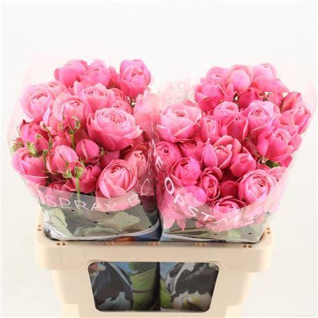 <h4>R Tr Silva Pink+</h4>