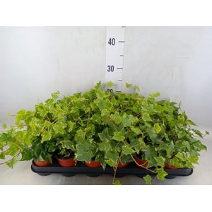 Hedera helix 'Harlekijn'