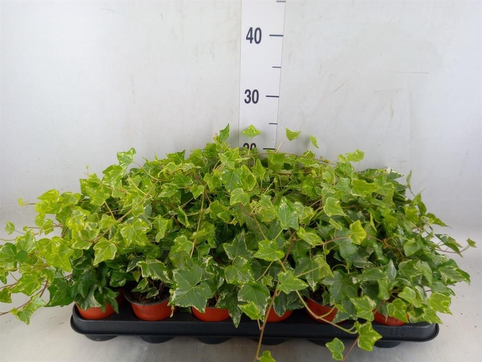 <h4>Hedera helix 'Harlekijn'</h4>