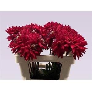 Dahlia Barbarossa