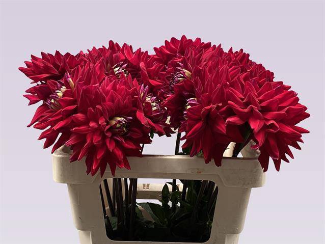 Dahlia Barbarossa