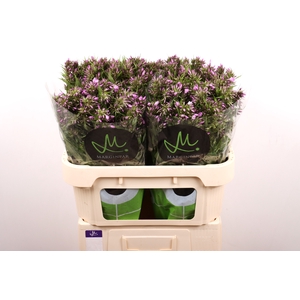 PHLOX PB VIOLET EYES