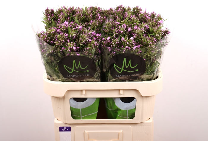 <h4>PHLOX PB VIOLET EYES</h4>