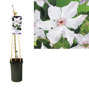 Clematis 'Snow Queen' +light label