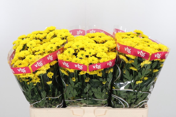 <h4>Chr S Aaa Skippy</h4>