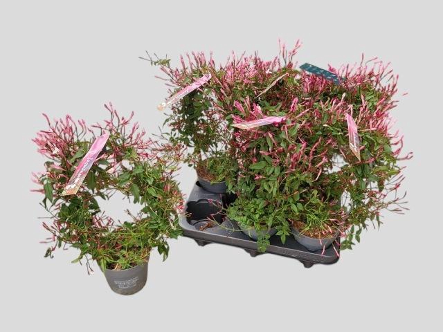 <h4>JASM POLYANTHUM RZ</h4>