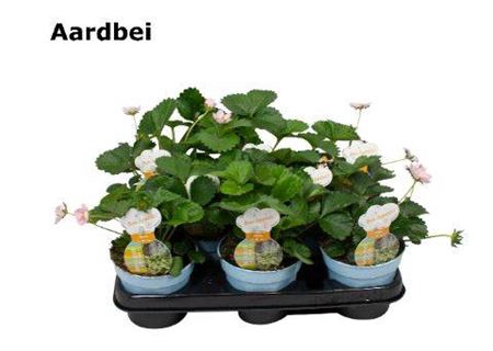 <h4>Aardbeien</h4>