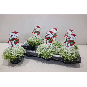 Solei Sol Aurea Snowman