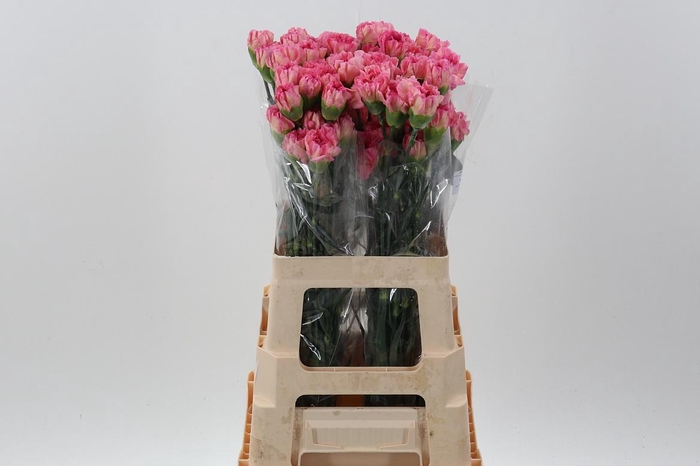 <h4>Di St CL Passion Minami</h4>