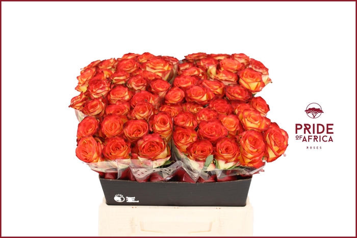 <h4>R GR FIREFOX</h4>