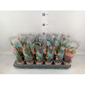 Codiaeum var. KL   ...mix 3