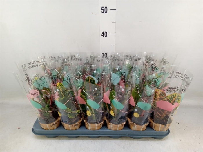 <h4>Codiaeum var. KL   ...mix 3</h4>