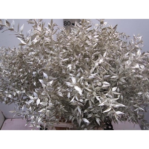 Ruscus Prik Platina Glitter