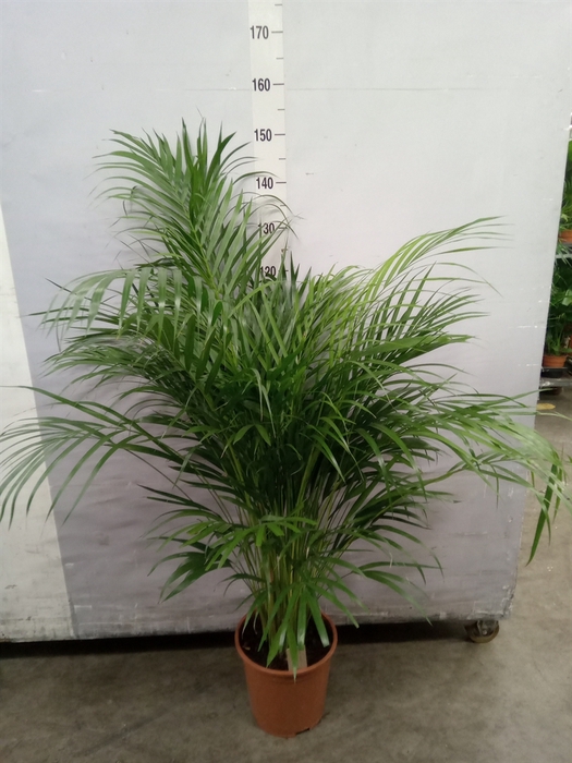 <h4>Dypsis lutescens   ...Chrysalidoca</h4>