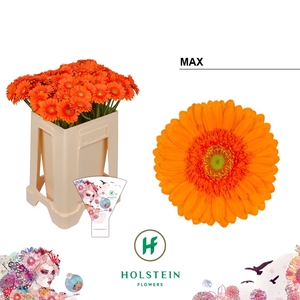 GERBERA MI 'MAX'