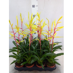 Vriesea   ...