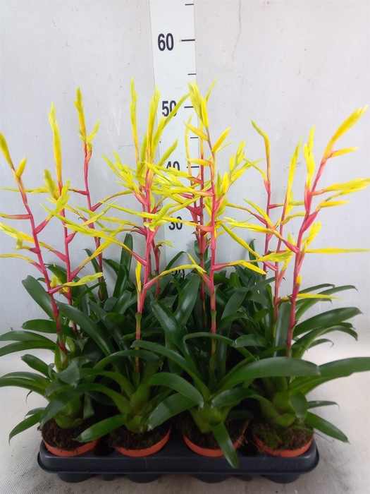 <h4>Vriesea   ...</h4>