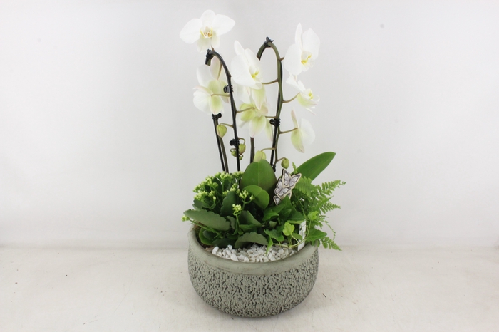 <h4>arr2 PL - Ker. barok groen Phal x2</h4>
