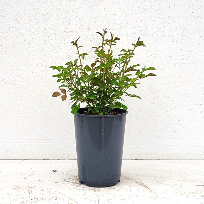 <h4>Rosa Spelarosa Lovely Fairy</h4>