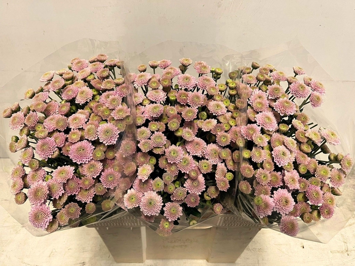 <h4>CHR S ELLISON SWEET</h4>