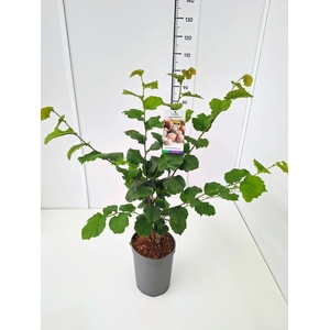 Corylus Purpurea