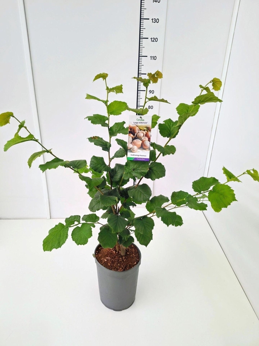 <h4>Corylus Purpurea</h4>