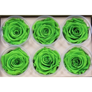 R Prs Green Lime Magnificent