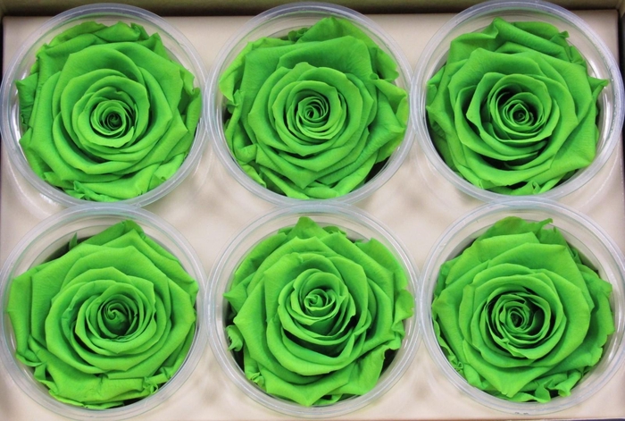 <h4>R Prs Green Lime Magnificent</h4>