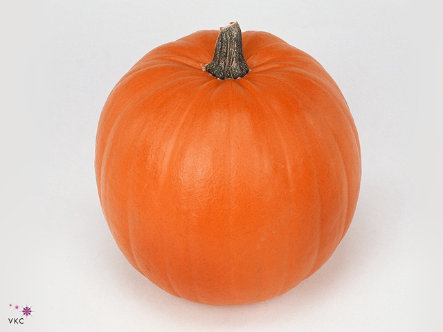 Sierfruit Cuc Maxima Halloween